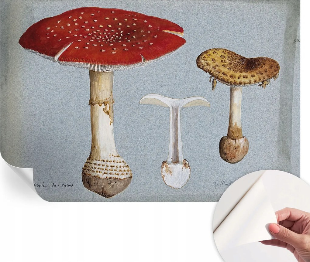 Öntapadós fali fotótapéta Hálószobába Gomba metszetek 104x70 cm