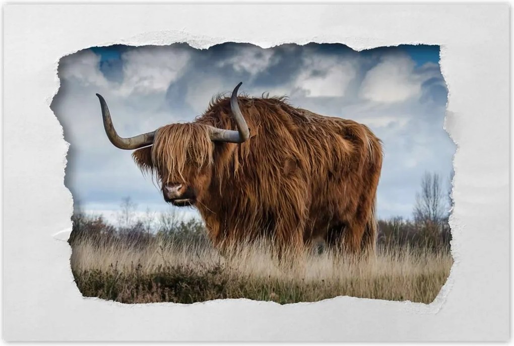 Poszterek 90x60 Felvidéki tehén Szarvak