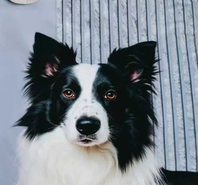 Agynemű PETTY COLLIE 3 részes 140X200 cm