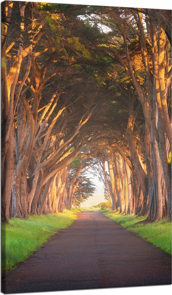 Vászonkép Út a fák között Természet 70x120 cm