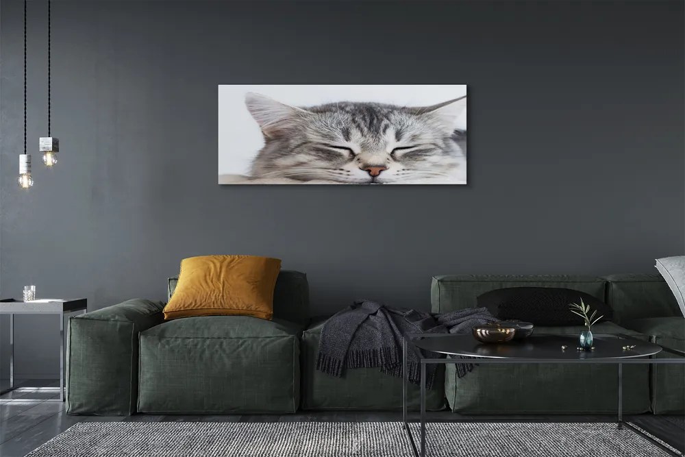 Canvas képek álmos macska 125x50 cm