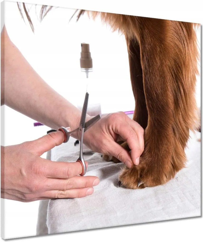 Vászonkép 50x50 Kutyaszőr fogmosás