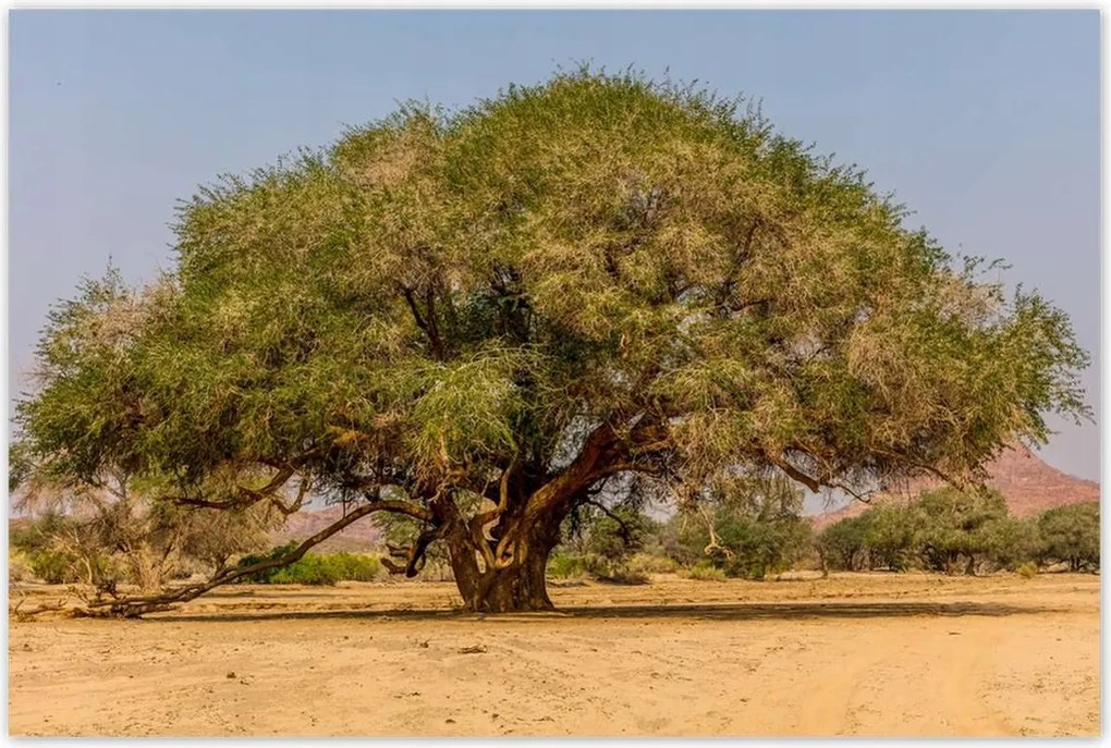 Poszterek 120x80 Fa Fák Kilátás