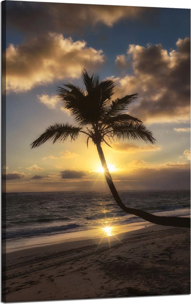 Vászonkép Natura Palma a nyugat között 50x80