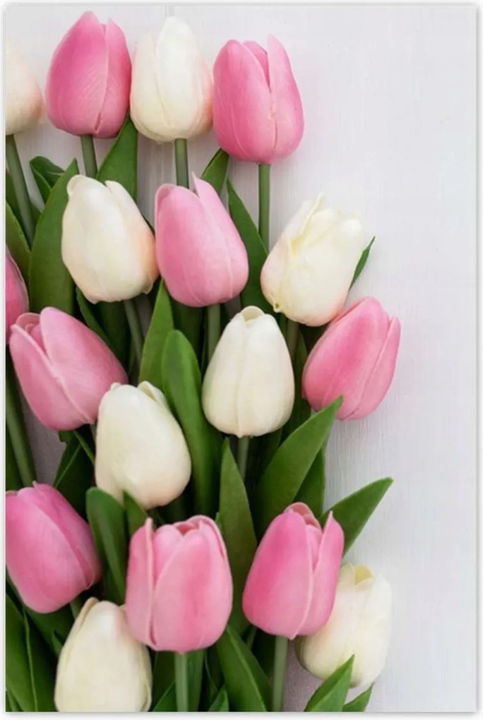 Poszterek 80x120 Finom tulipánok