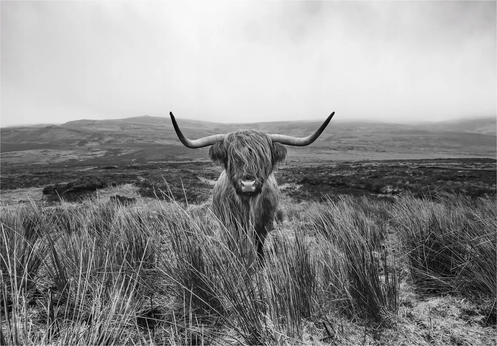 Fotótapéta Skót tehén Highland fekete-fehér vinil 208x146 +ragasztó