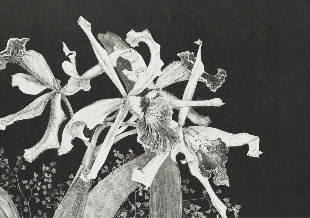 Dekoratív Fotótapéta Falikép Orchidea illusztráció 312x219 Ragasztó