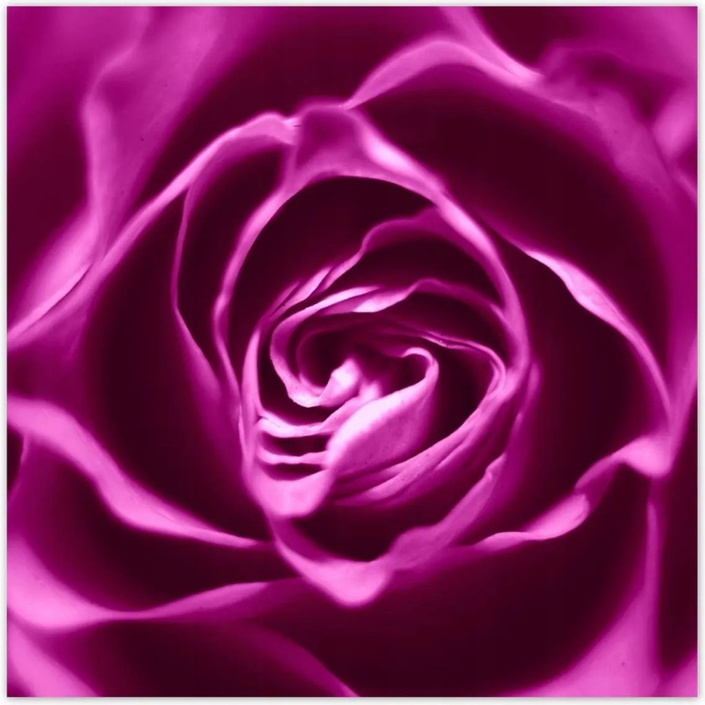 Poszterek 100x100 Lila rózsa Makrofotó