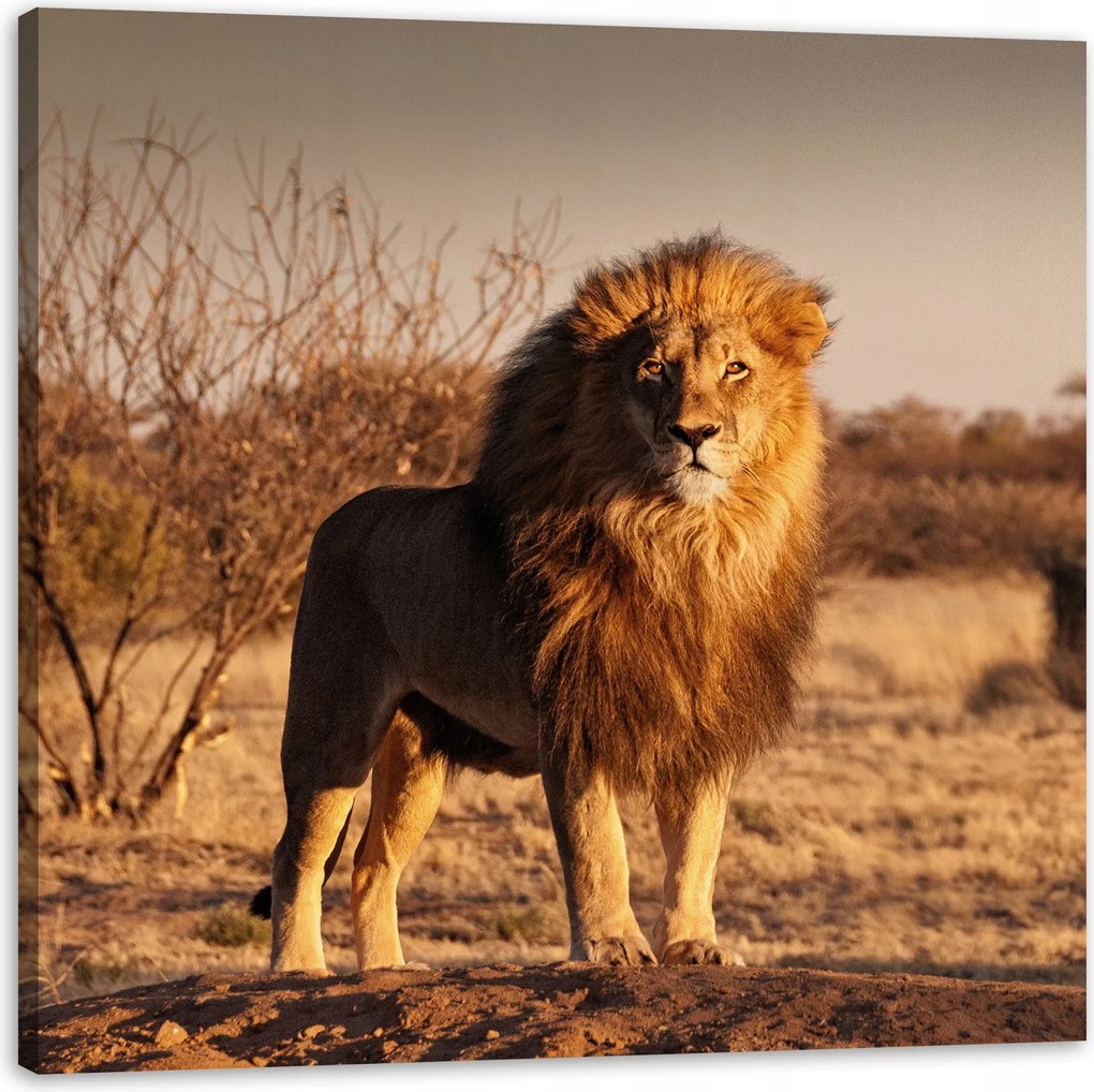 Vászonkép Oroszlán a szavanna közepén Naplemente 90X90 cm