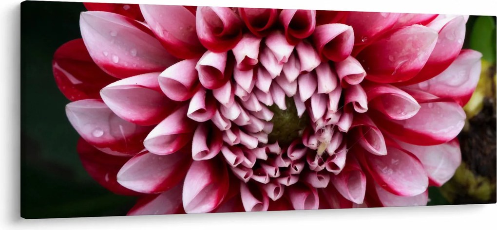 Rózsaszín dália képe (120x50 cm)