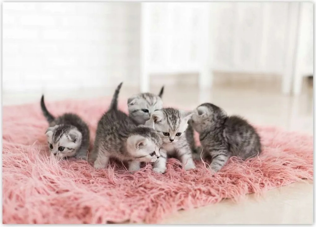 Poszterek 70x50 Cica Cicák