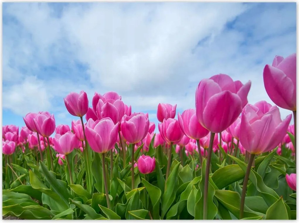 Poszterek 135x100 Tulipánok Valentin napra