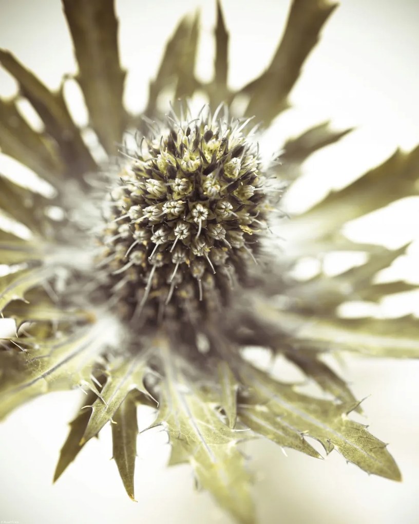 Poszter 40x50cm Közelkép bogáncsvirághoz, Assaf Frank