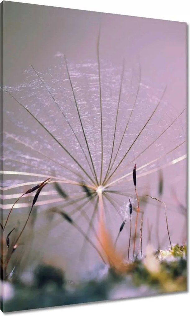 Vászonkép 70x100 Pitypang pitypang