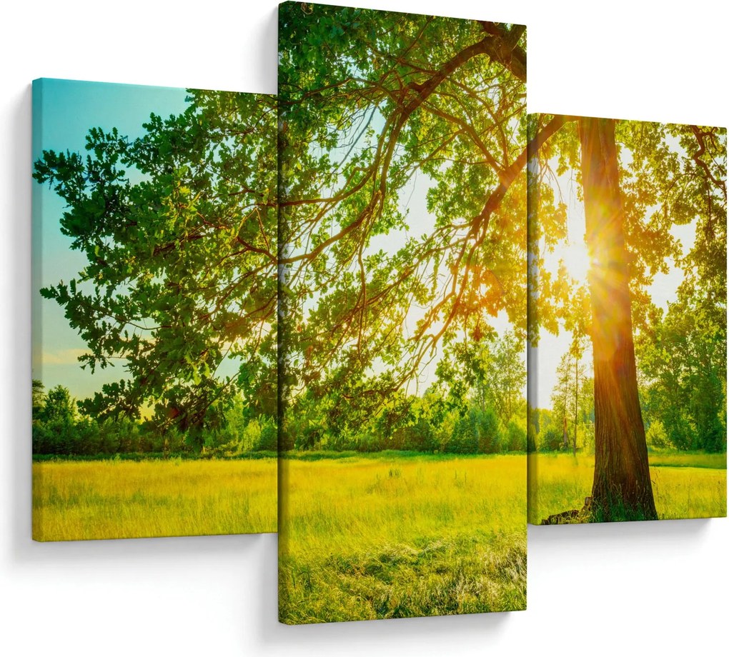 Kép - Sunny Forest (90x60 cm)