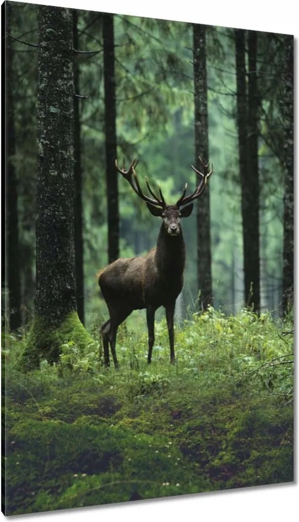 Vászonkép 80x120 Szarvas Erdő Tájkép