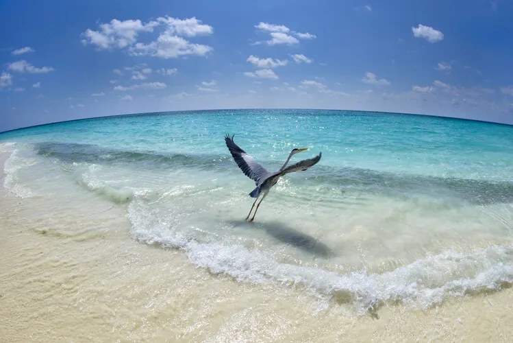 Fotográfia Take-off, Roberto Marchegiani