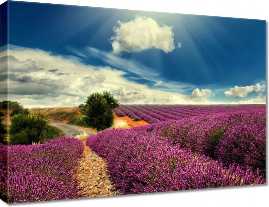 Vászonkép 70x50 Levendulamező