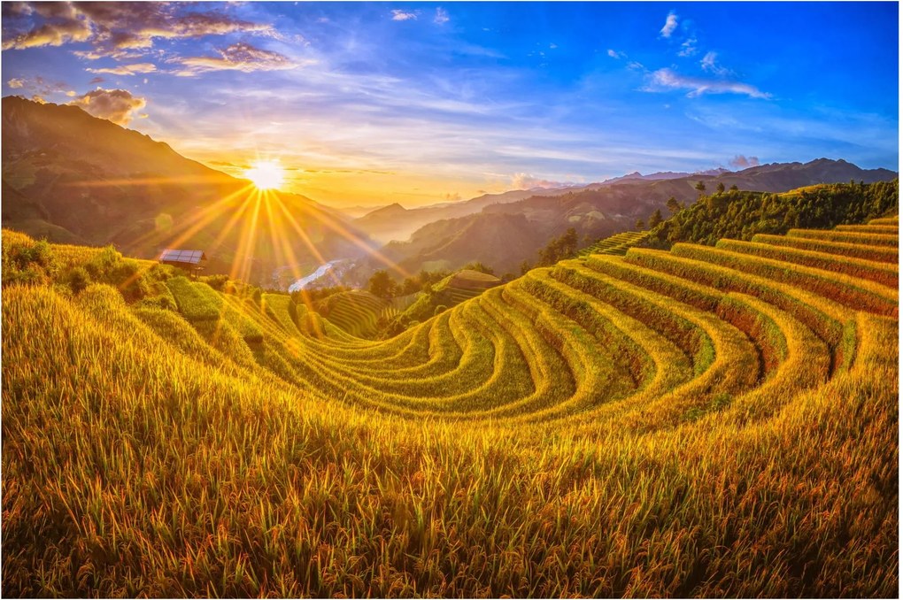 Kép - Rizs teraszok Vietnamban (90x60 cm)