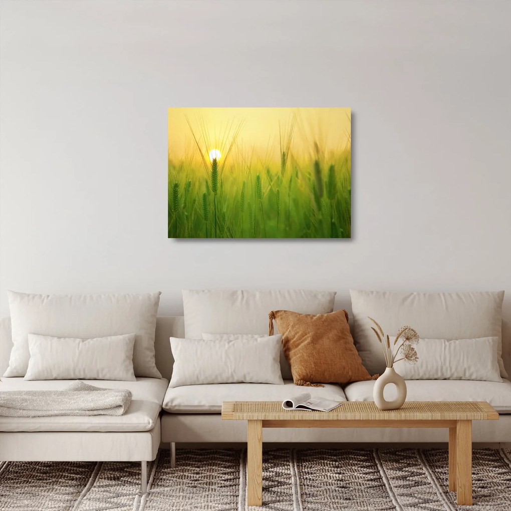 Kép - Mező gabonával (üvegen) (70x50 cm)