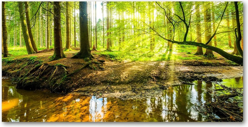 Fotó üvegkép Palánta az erdőben 140x70