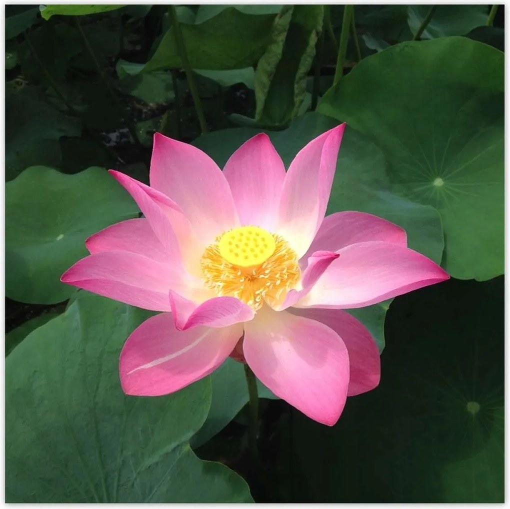 Poszterek 100x100 Lótusz Lótuszvirág