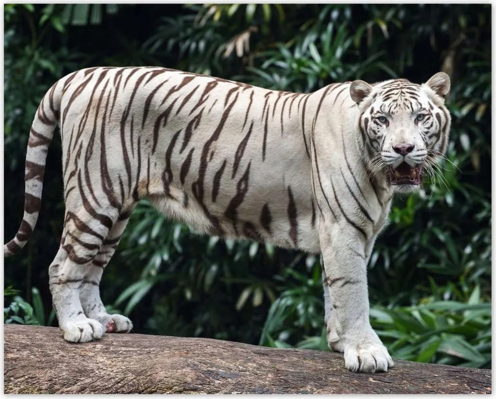 Poszterek 50x40 Fehér tigris Nagy macska