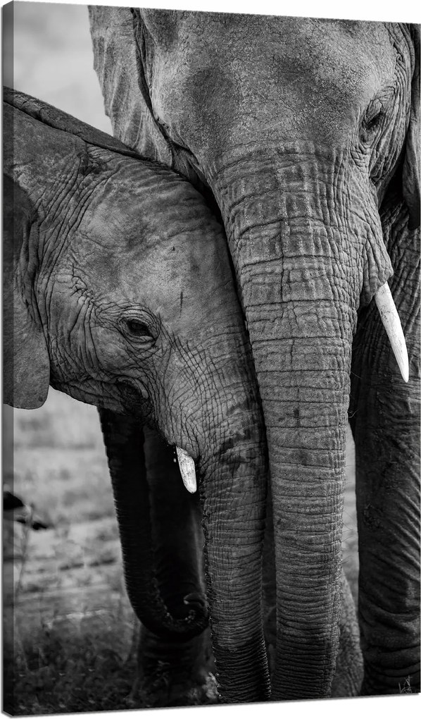 Vászonkép Fekete-fehér Elefántpár Természet 70x120 cm