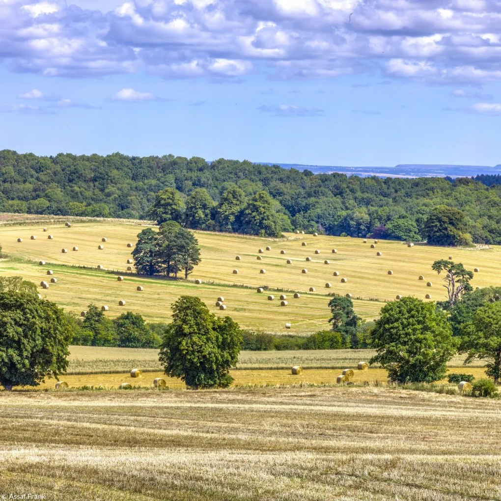 Poszter 20x20cm Szénaláb a mezőkön, Assaf Frank