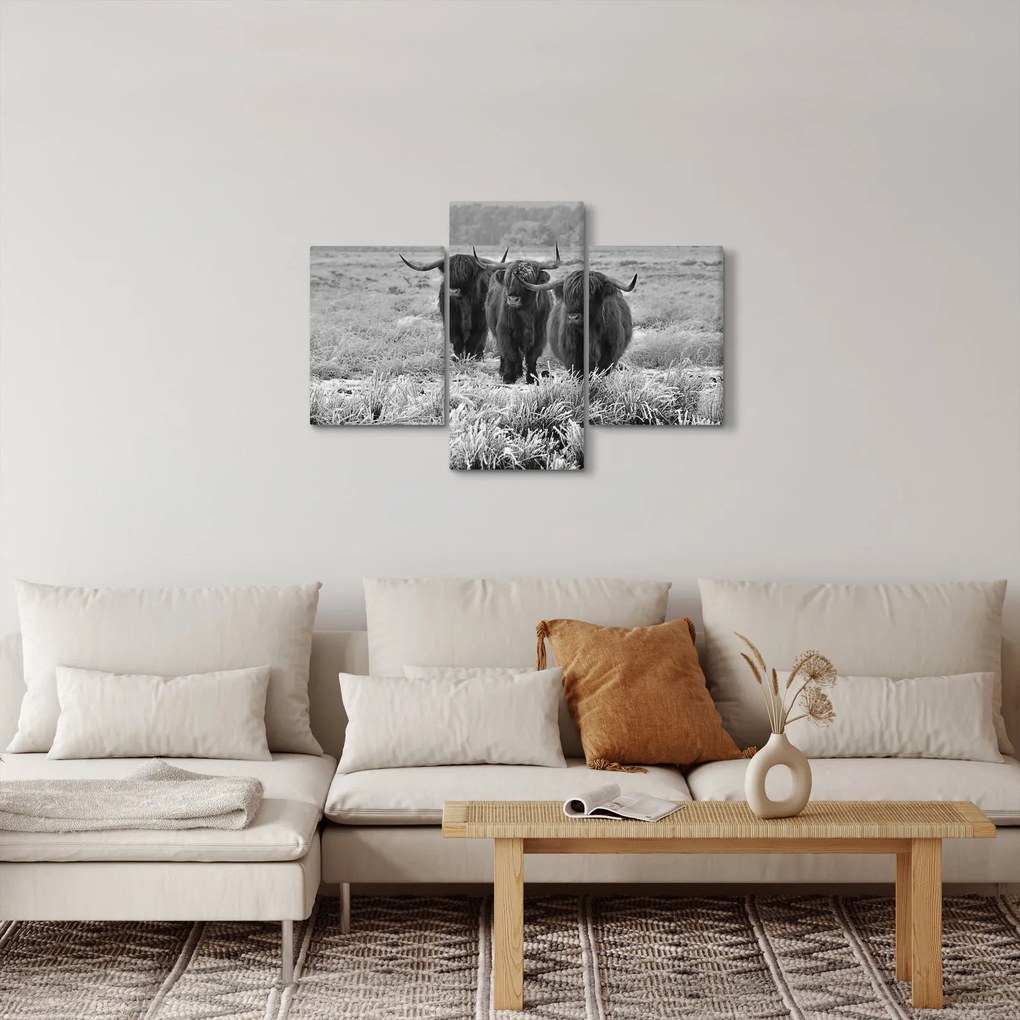 Kép - Skót tehenek (90x60 cm)