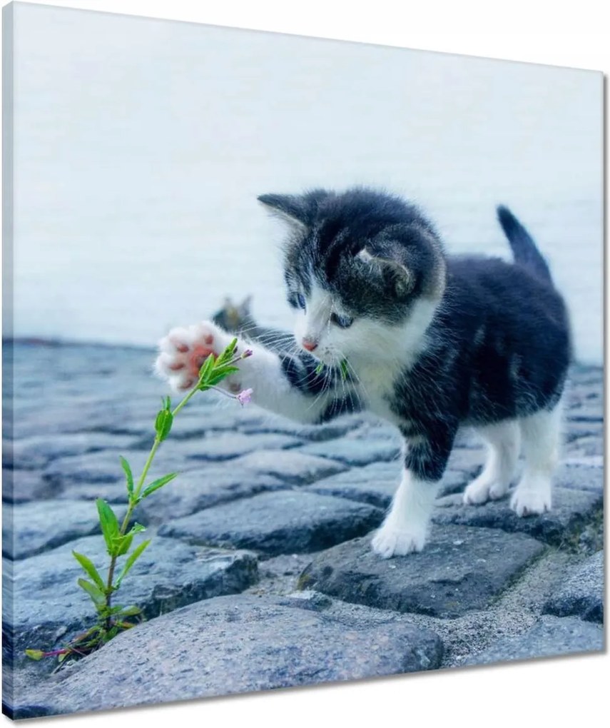 Vászonkép 50x50 Kíváncsi cica