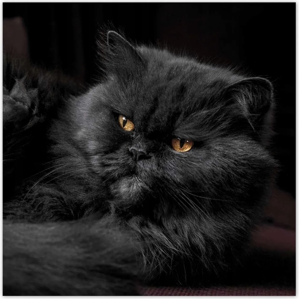 Poszterek 140x140 Cica Cicák