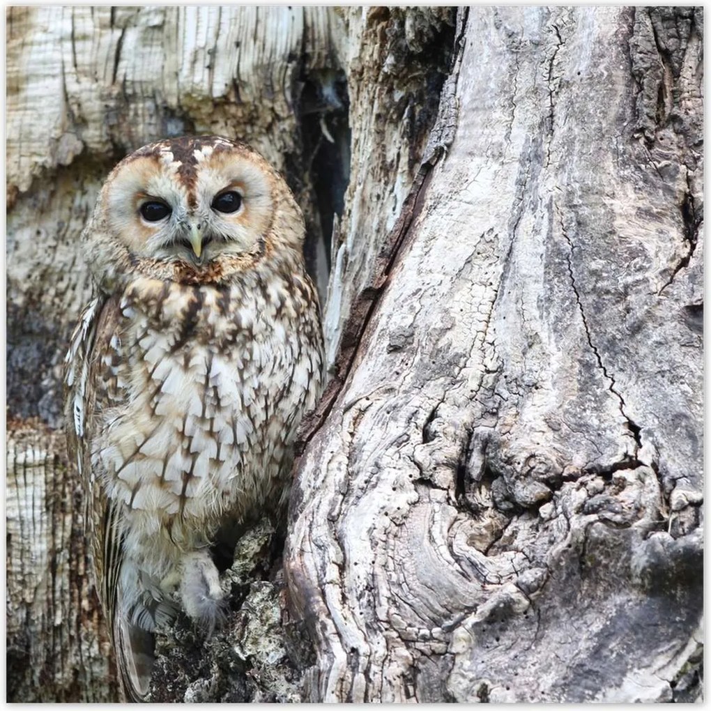 Poszterek 100x100 Bagoly a természetben Fa