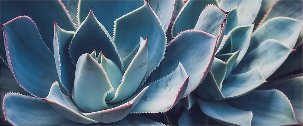 Fotótapéta Flizelin Dekoratív Hálószoba Zöld aloe vera 250x104 Ragasztó