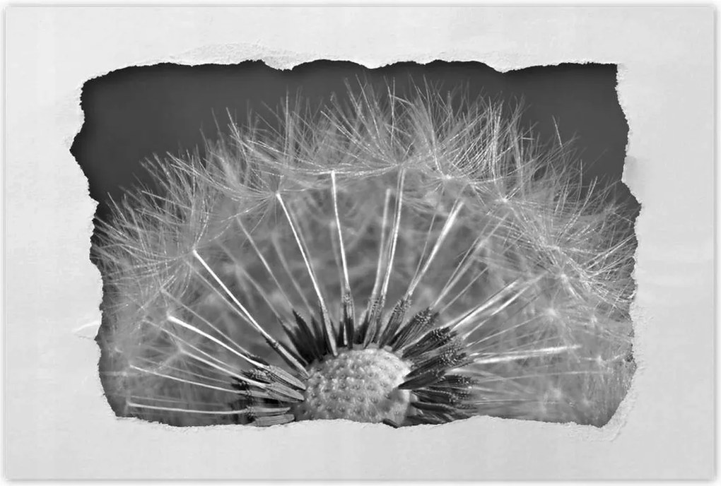 Poszterek 90x60 Pitypang Virág Virágok