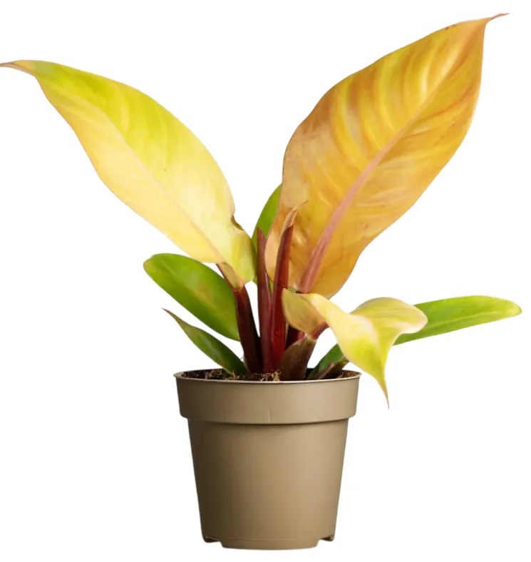 Zöldnövény mix cs:9cm