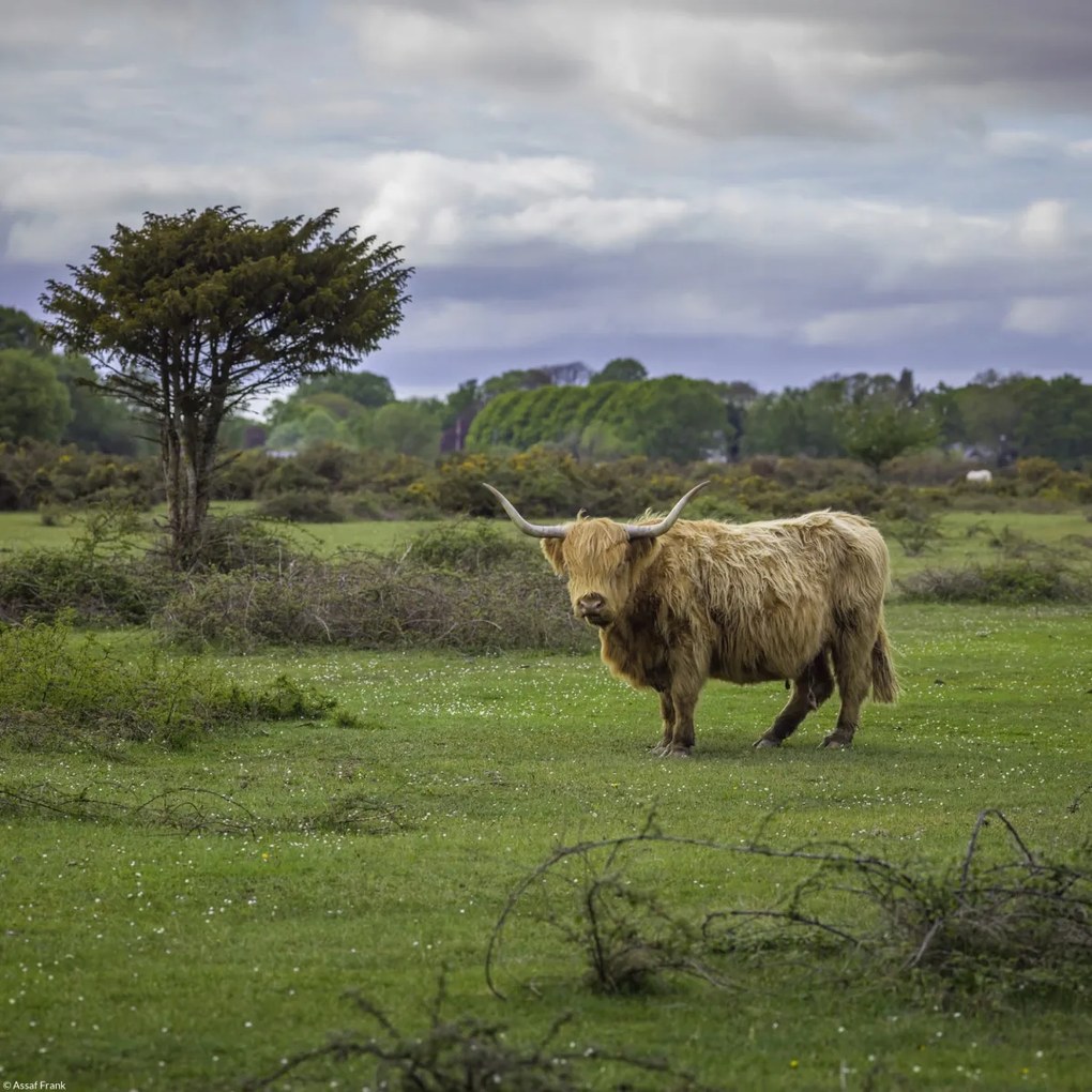 Poszter 30x30cm Tehén a faluban 3, Assaf Frank