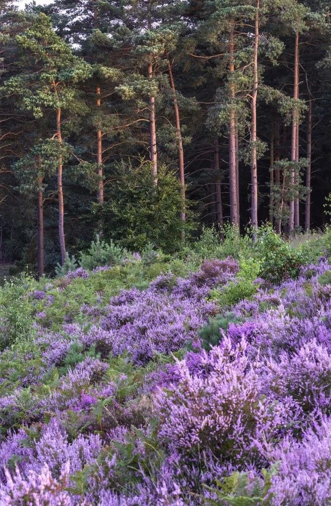 Poszter 53x81cm Hanga és fenyő, Assaf Frank