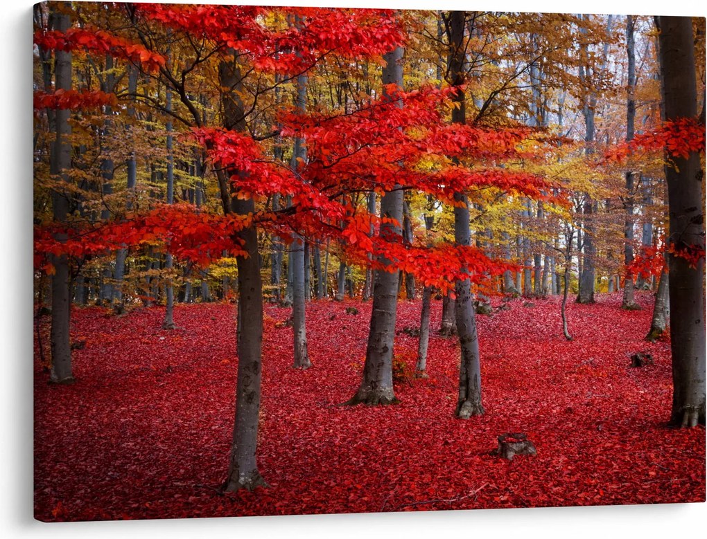 Kép - vörös erdő (70x50 cm)