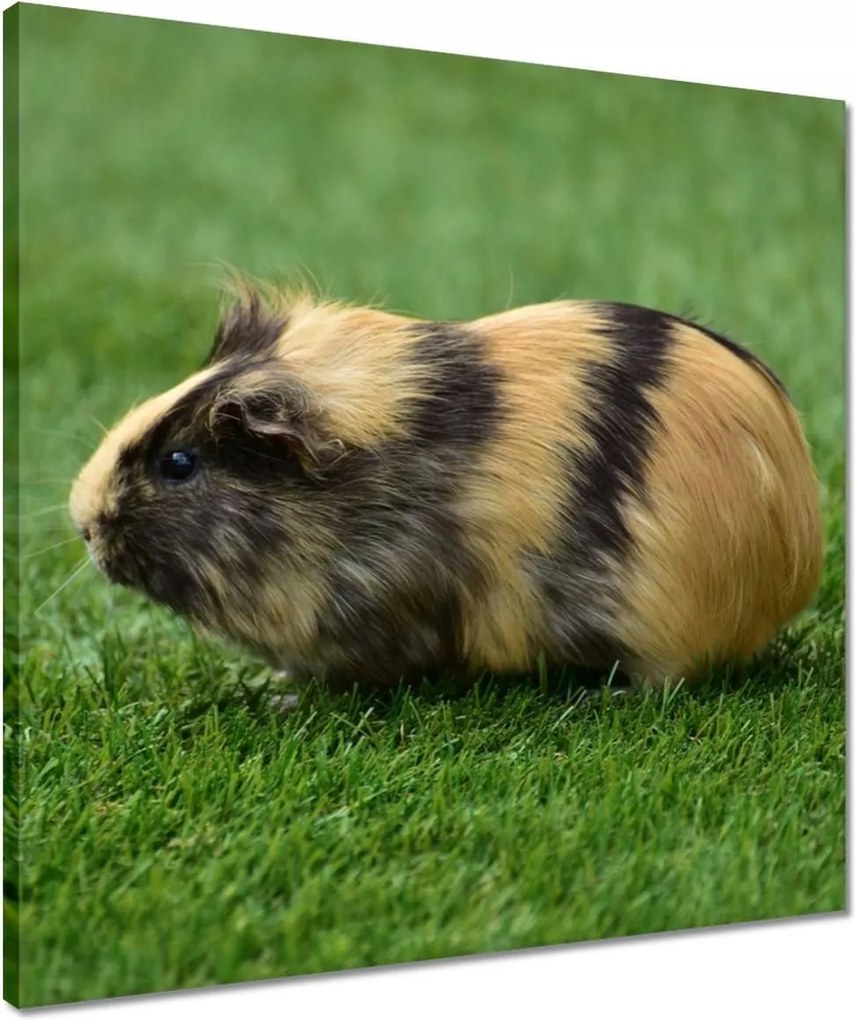 Vászonkép 50x50 Tengerimalac