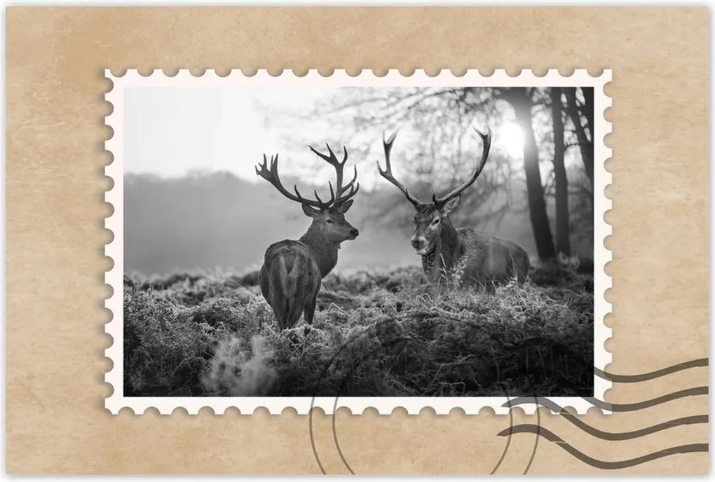 Poszter 90x60 Fekete-fehér szarvasok