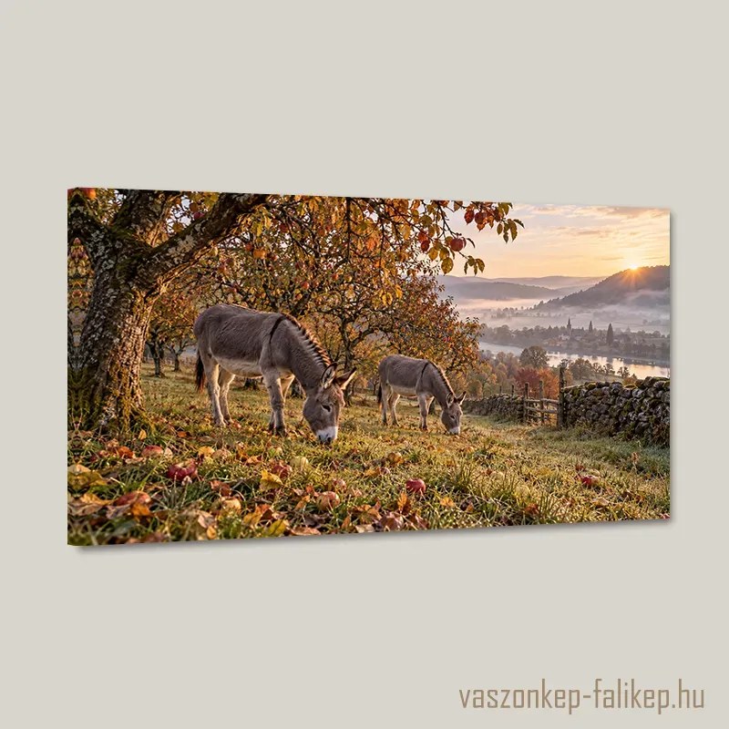 Őszi hajnal szamarakkal – prémium vászonkép 40x23 cm