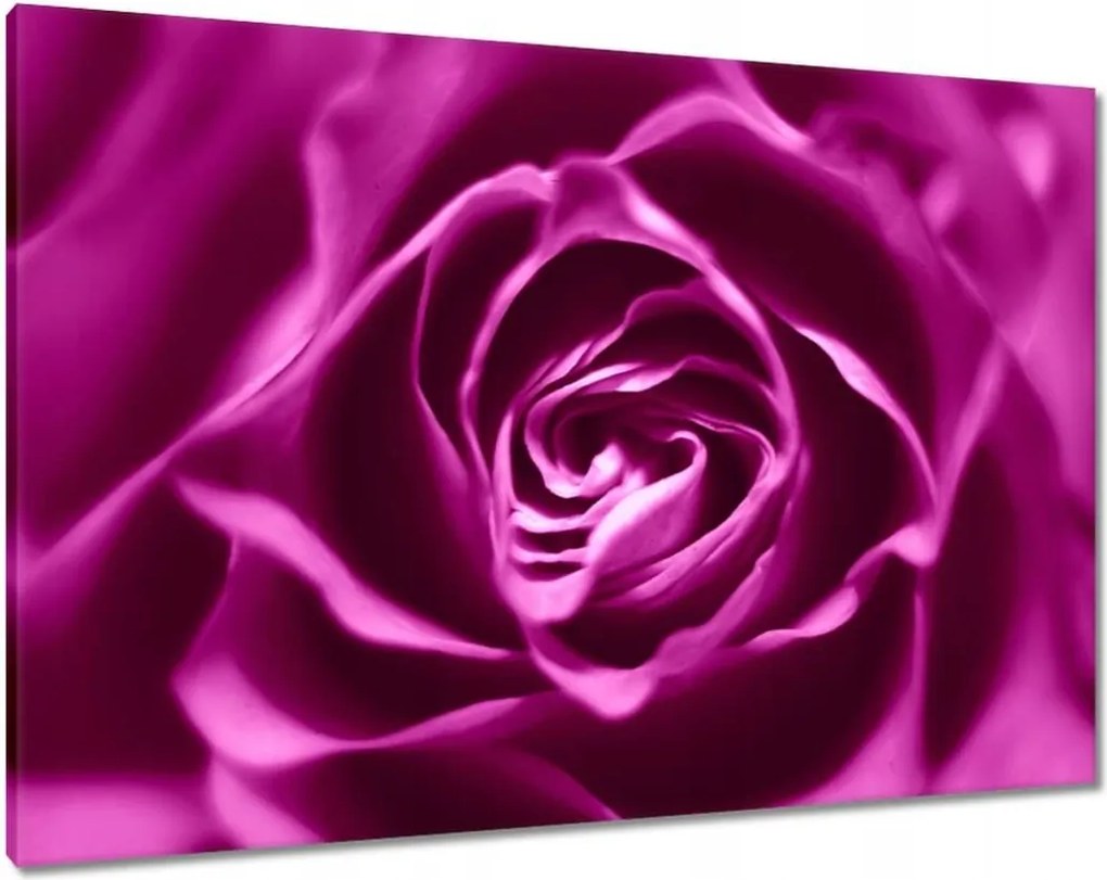 Vászonkép 100x70 Lila rózsa Makrofotó