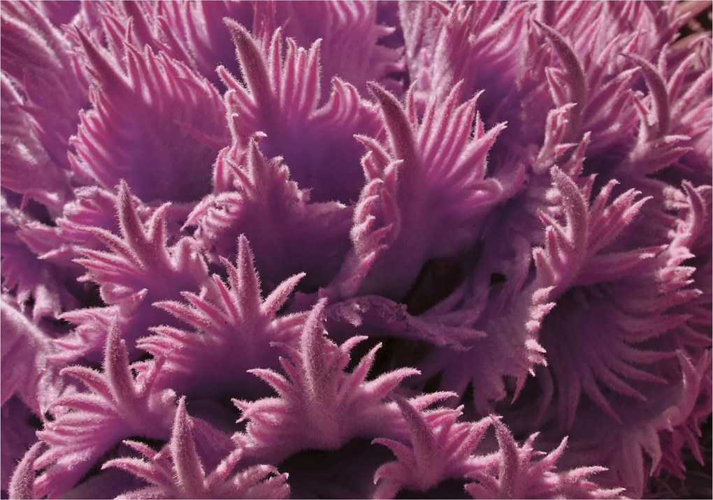 Fotótapéta Tengeri tánc Csáp Mélység Fantázia Textúra 368x280 +ragasztó