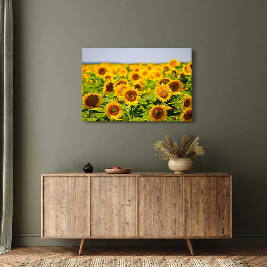 Kép - Napraforgók (90x60 cm)