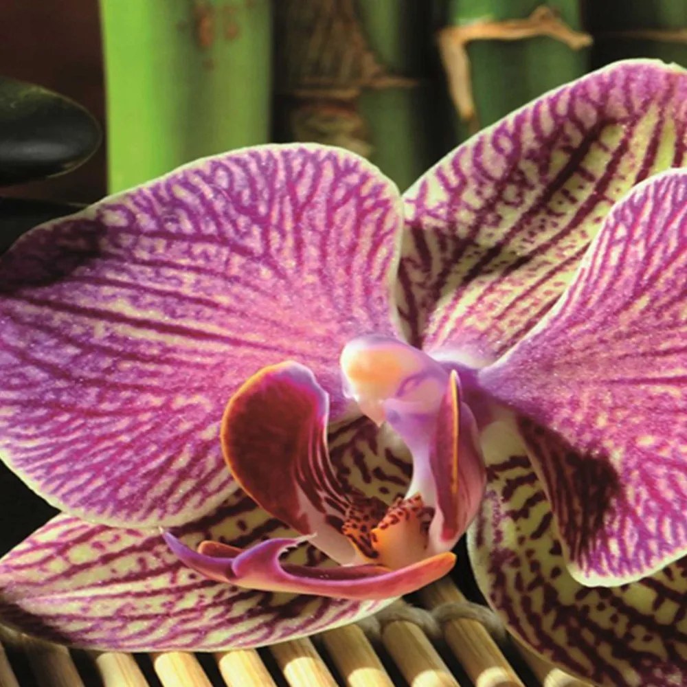 Gario Paraván Kavicsok és orchideák Méret: 110 x 170 cm, Kivitelezés: Klasszikus paraván