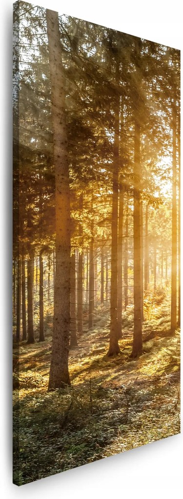 Nyírfák Napfényes reggel vászonkép 40x120 cm