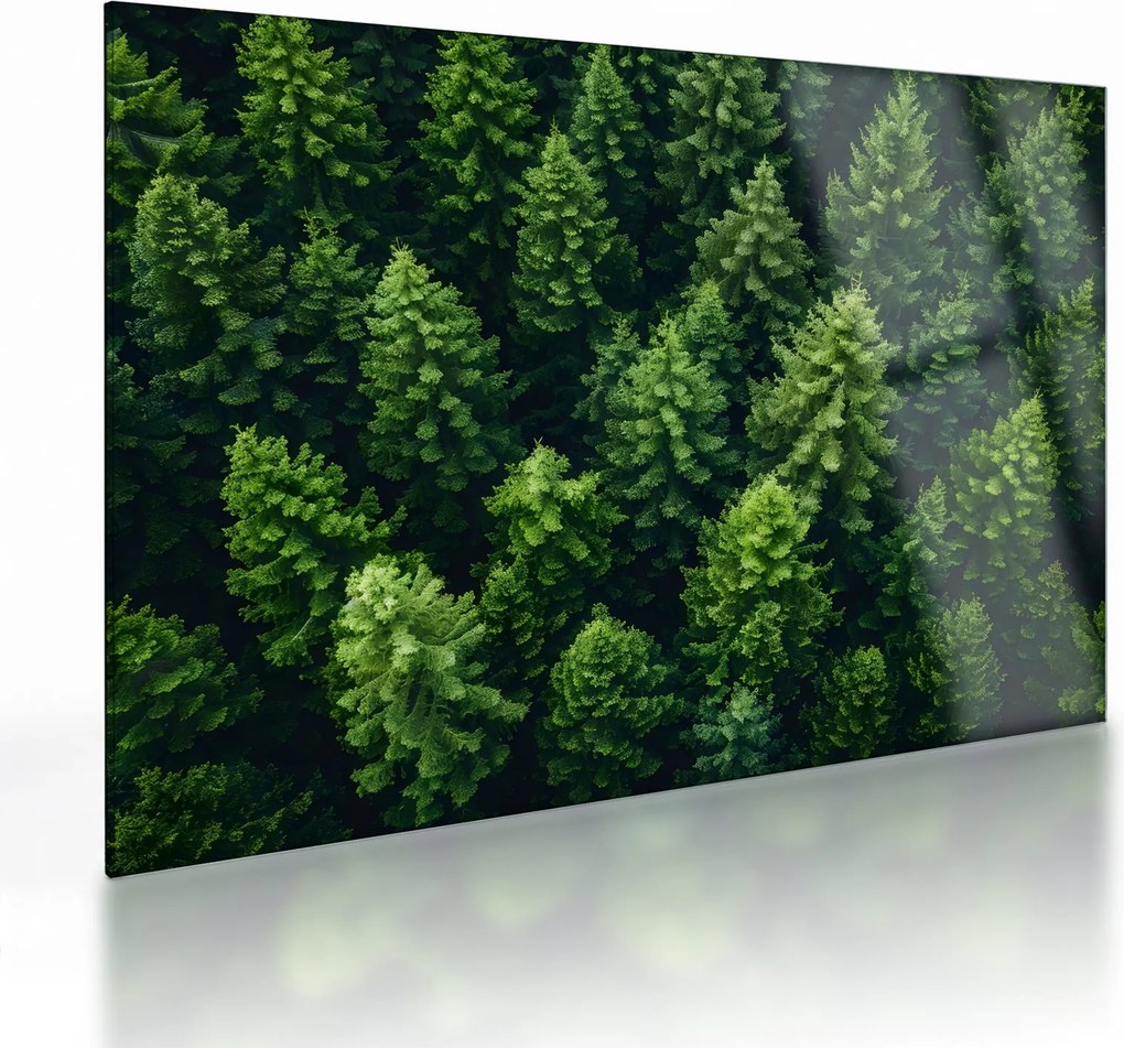 Üveg kép - Forest (70x50 cm)
