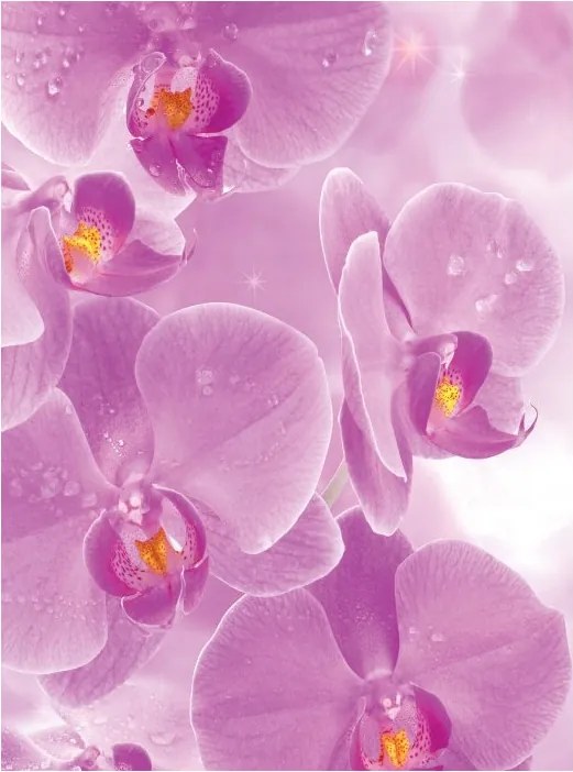 Fotótapéta Rózsaszín orchideák vinil 184x254 finomság és elegancia +ragasztó
