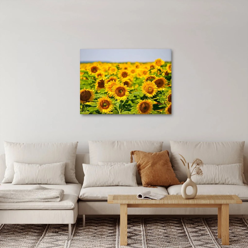 Kép - Napraforgók (70x50 cm)